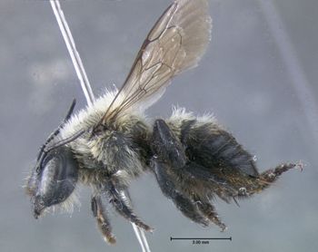 Media type: image;   Entomology 610871 Aspect: habitus lateral view